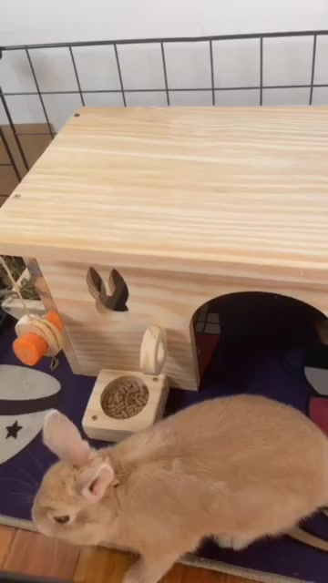 Casinha Para Coelho Porquinho da Índia Hamster e Chinchila
